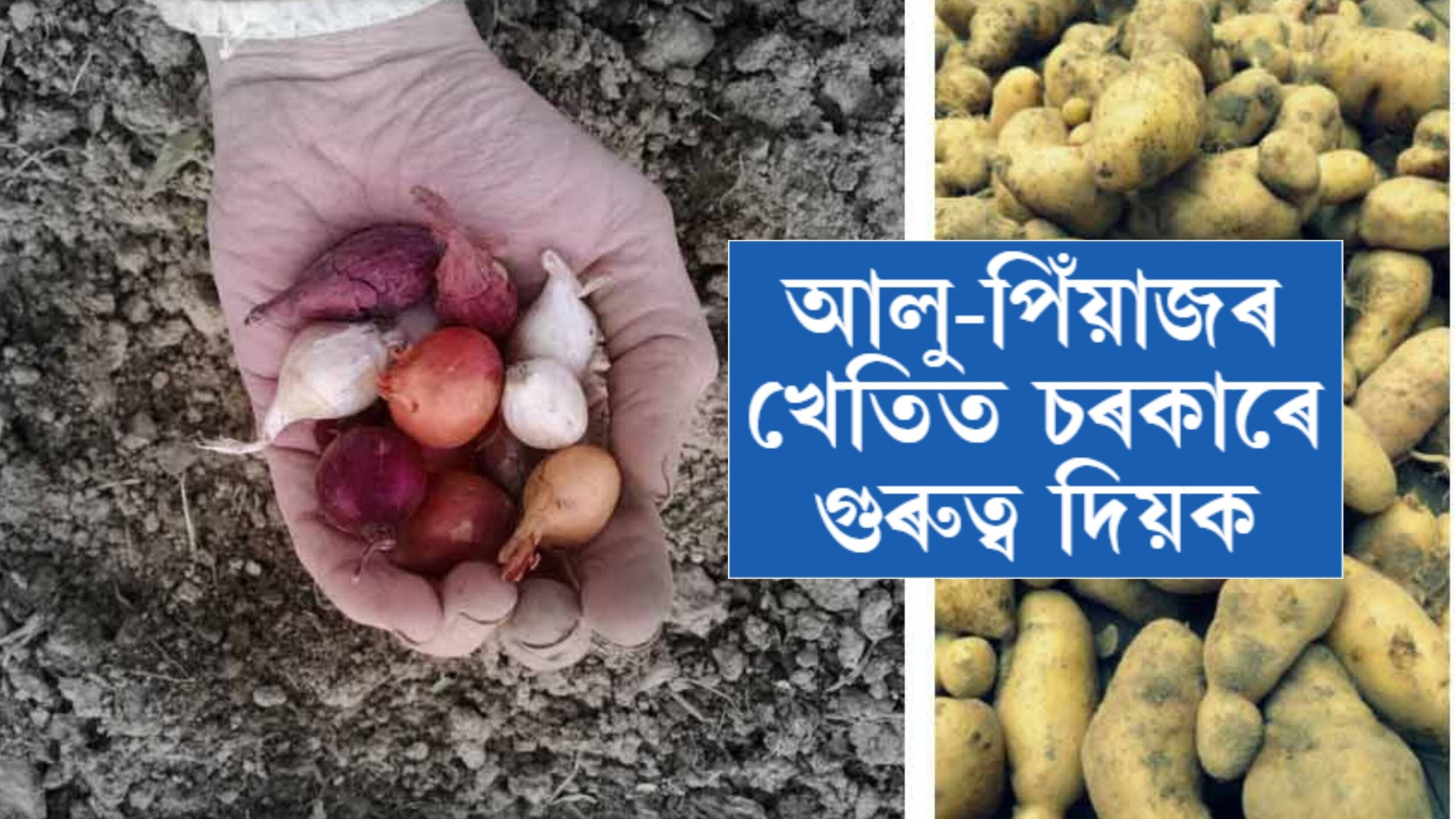 আলু-পিঁয়াজৰ খেতিত চৰকাৰে গুৰুত্ব দিয়ক