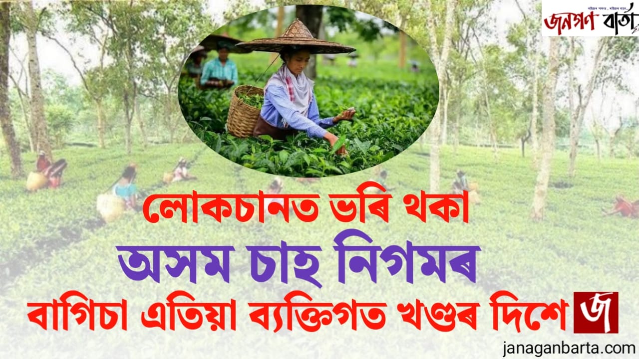 Plight of Assam Tea Industry